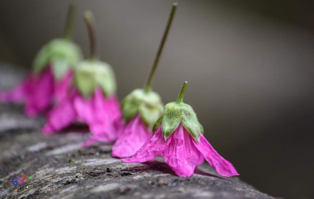 26 Years in the Making: My Journey from Hobbyist to Public Exhibition