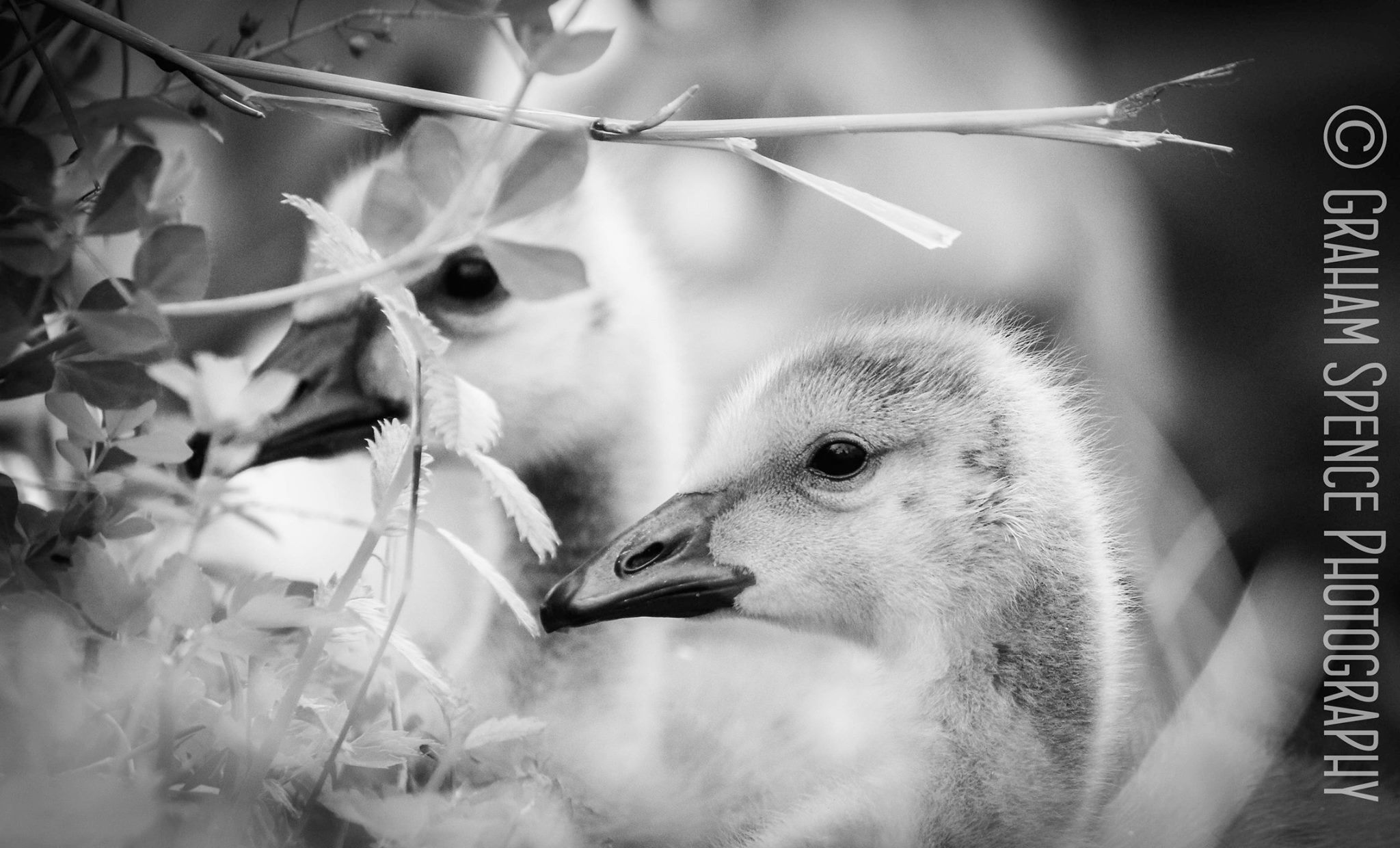 Lost Lagoon’s Littlest Explorers