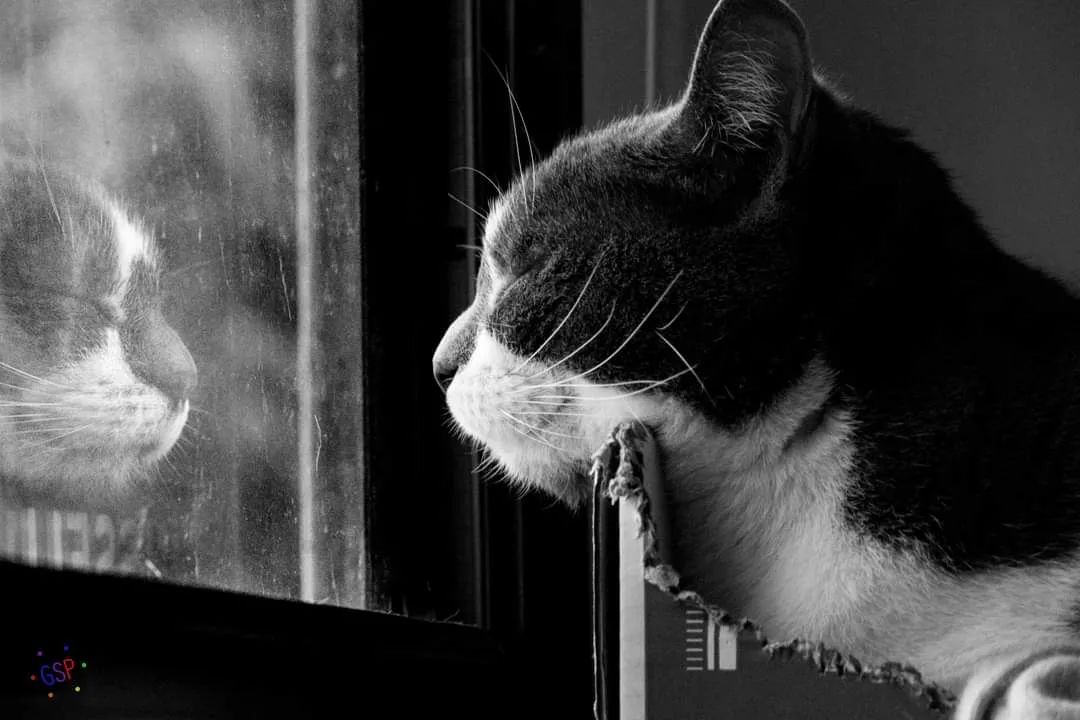 Portraits of 9 Lives: Why It Took Me Two Decades to “CATch” On