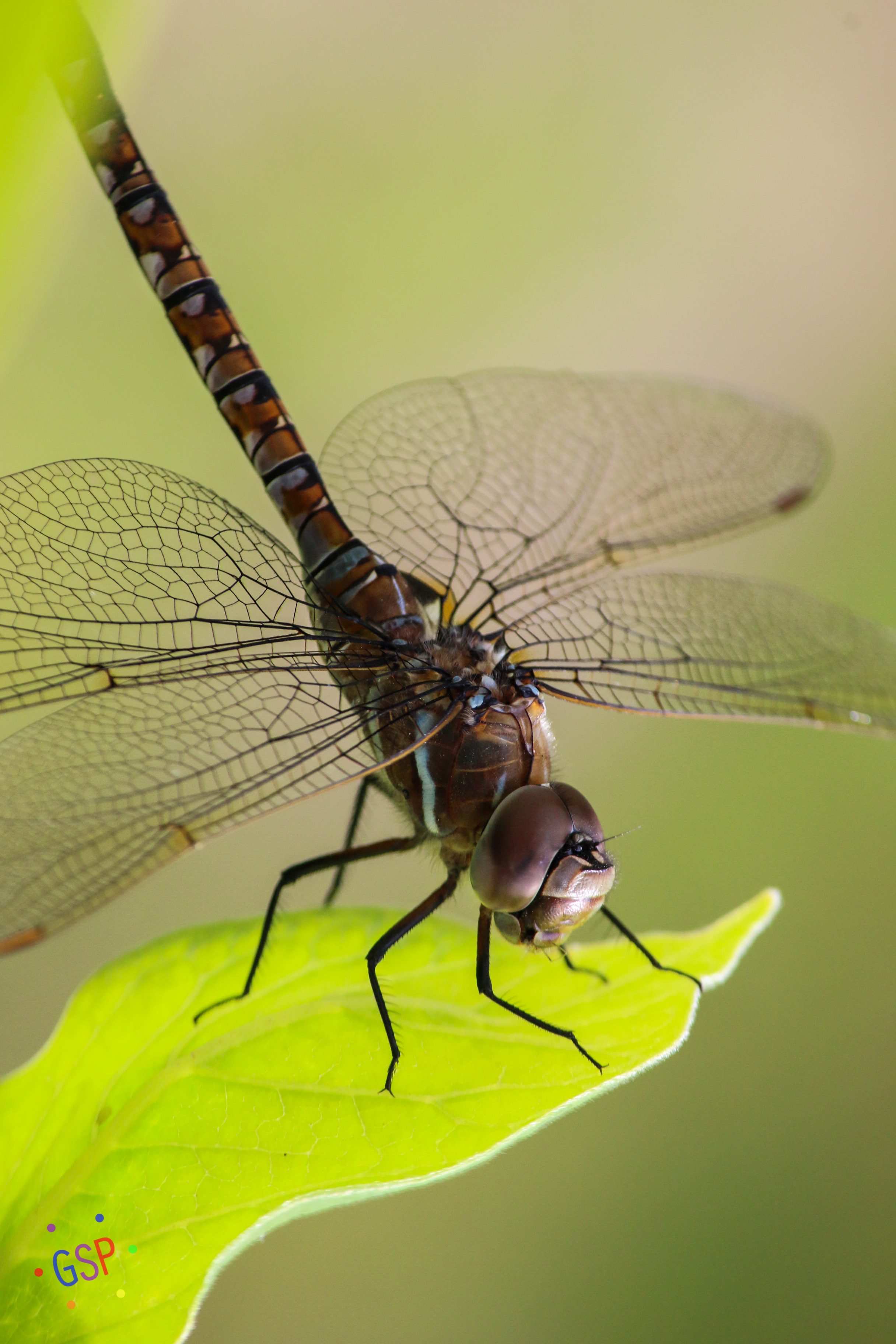 A large dragonfly perches on a magnolia leaf.