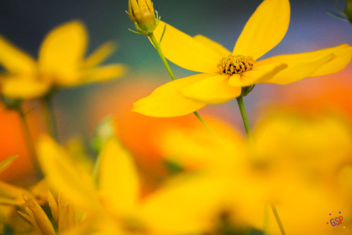 Hello Yellow: Nature’s First Wave and the Golden Prescription